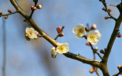 最能代表自己的花|十种代表精神品质的花